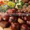 New crop Fresh Chestnuts---Bulk Chestnuts From Hebei