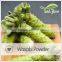 Wasabi Powder