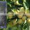 Natural Amino Acid with Mineral Complexes