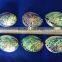 polished abalone shell Haliotis Iris for crafts