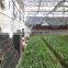 Natural ventilation green house for vegetables