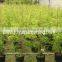 Melaleuca bracteata ornamental plants
