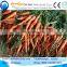 agriculture used white and green radish harvester machine