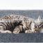 Low height cat tree tower condo cat scratcher for scratching/climbing in Argentina