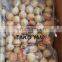Frozen octopus ball roasted style good taste takoyaki