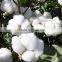 New design farm use cotton picking machine/cotton picker