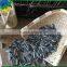 Cheap's new good Sunflower seed 5009
