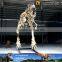 MY Dino-O11 Museum replica life size dinosaur skeleton for sale