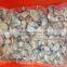 wholesale frzoen oyster meat