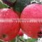 bulk Fresh organic red Fuji apple exporter