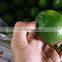 High quality fresh seedless lime lemon