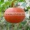 Wholesale hybrid chinese pumpkin seeds red pumpkin seeds For Growing-Red Sun