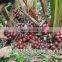 Vietnam high quality black Cardamom