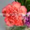 fragrant fresh flowers carnation fresh cut flowers for birthday from kunming