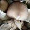 oyster mushroom spawn for sale import from China