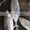 skipjack tuna price frozen skipjack tuna fish Katsuwonus Pelamis