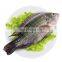 wholesale tilapia frozen tilapia fish Oreochromis Niloticus