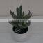 New design factory direct price mini potted artificial succulents New design factory direct price mini potted artificial succule