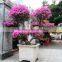 Bougainvillea outdoor bonsai wholesale