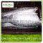 Frozen Tilapia Fillet Fish Fish For Sale