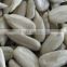 sunflower kernels from factory sunflower seeds for bird feeding Chinese Seed Kernels Peeled