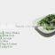 Dehydrated Green Onion Flakes White and Green Mixed