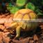 NOMOY PET china wholesale cute resin turtle figurines hot sale