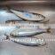 Fresh Frozen Sardines On Sale