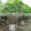 Rhapis Multifida