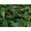 Resveratrol