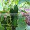 factory supply PE trellis climbing plant net, cucumber support netting