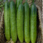 Good Quality High Yield Hybrid F1 Green Cucumber Seeds for Sale