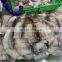 High quality frozen Todarodes squid fish fillet block