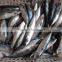 Scomber Japonicus Pacific Mackerel Fish 80-120-g Small Size
