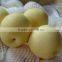New Crops Fresh Huangguan Pear