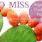 Organic Cold Pressed Prickly Pear Seed Oil (Barbary Fig Oil/Cactus Oil)