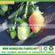 Landscape Waterproof Spunbonded pp Non Woven Fabric Price
