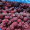 2016 new crop iqf fruits and iqf frozen bulk raspberry