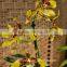 Cheap wholesale  China fresh cut orchids and rose cut flower with 60-80cm long from Yunnan, China