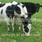 4 Feet High Sheep Fence /galvanized Cattle Fence