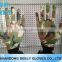 13 G knitted polyester gloves of garden gloves coated transparent nitrile on palm