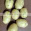 Fresh Potato