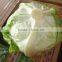 Hot sale Fresh lettuce/Green lettuce/iceberg lettuce