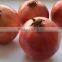 FRESH SWEET POMEGRANTE