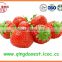 15-25 mm All star High quality Fresh Strawberry