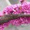 2016 High Purity Chinese Redbud Seeds For Growing