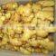 Chinese Bulk Fresh Ginger
