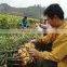 VIETNAM FRESH GINGER
