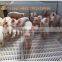 pig slat floor