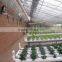 lettuce system hydroponic green house